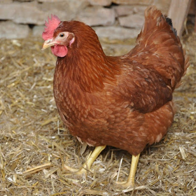 Les Cocottes de Steff à Châtres-sur-Cher