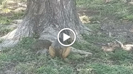 Park «Carl Knox, Jr. Park», reviews and photos, 1200 Susan Dr, Arlington, TX 76011, USA