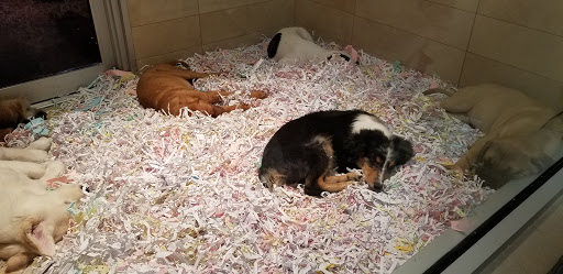 Pet Store «The Puppy Store», reviews and photos, 1163 Merrick Ave, Merrick, NY 11566, USA