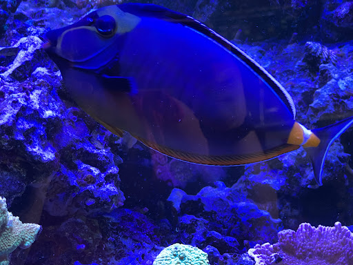 Pet Store «Animal Attraction», reviews and photos, 2518 11th Ave, Greeley, CO 80631, USA