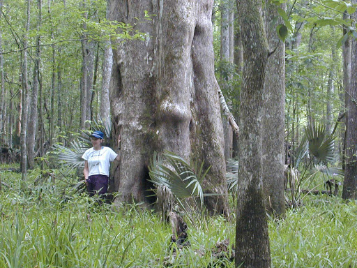 Canoe & Kayak Tour Agency «Altamaha Coastal Tours», reviews and photos, 229 Fort King George Dr, Darien, GA 31305, USA