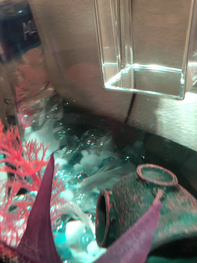 Pet Supply Store «PetSmart», reviews and photos, 1345 Wendy Ct, Spring Hill, FL 34607, USA