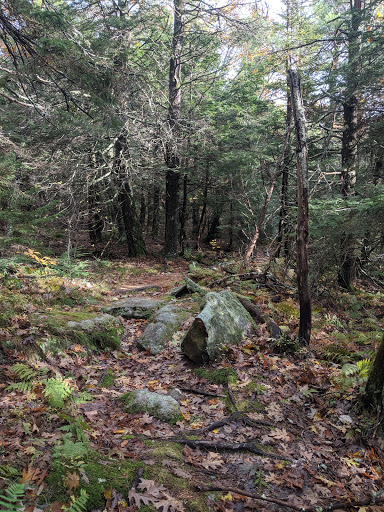 Coffee Shop «Starbucks», reviews and photos, 509 Main St, Saco, ME 04072, USA