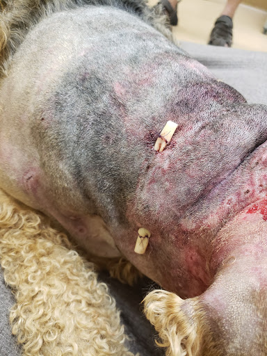 Pet Boarding Service «Coddled Critters Pet Resort and Spaw», reviews and photos, 80 Pacific Ave, North Salt Lake, UT 84054, USA