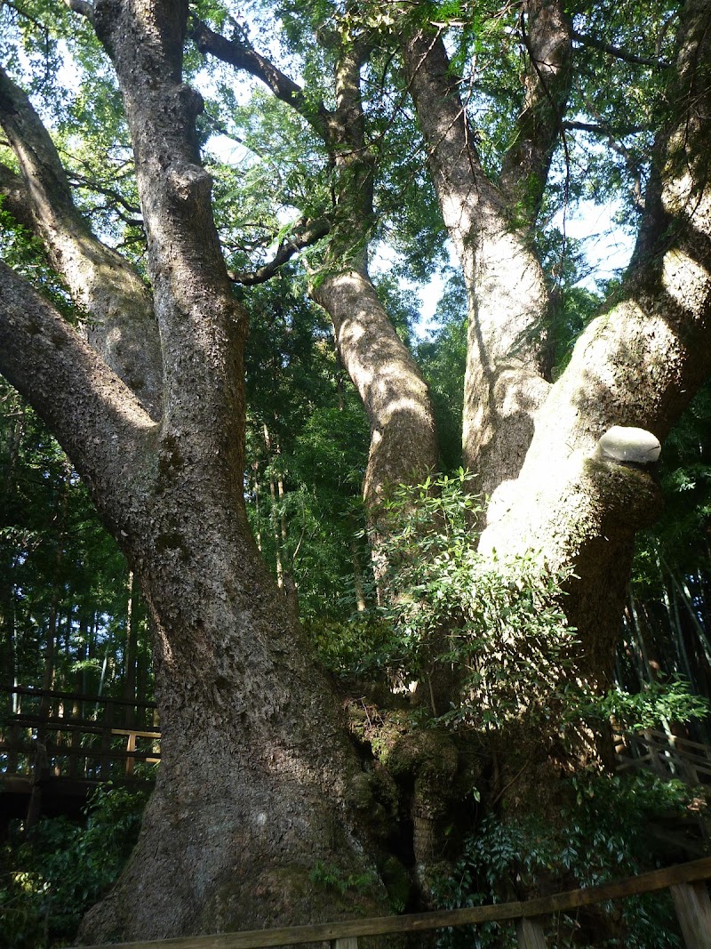 上谷(かみやつ)の大クス