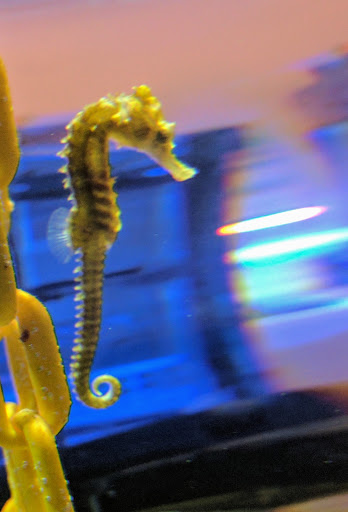 Tropical Fish Store «Best Fish», reviews and photos, 1335 N Doctor M.L.K. Dr, Milwaukee, WI 53212, USA