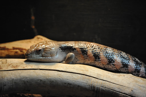 Zoo «Red River Zoo», reviews and photos, 4255 23rd Ave S, Fargo, ND 58104, USA