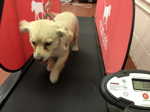 Dog Day Care Center «The Bowhaus Pet Company», reviews and photos, 2472 E Colorado Blvd, Pasadena, CA 91107, USA