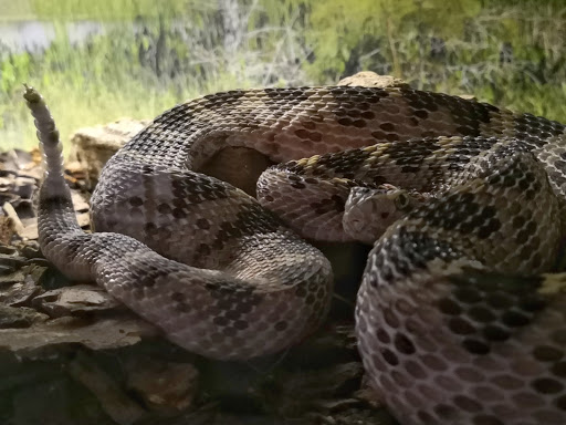 Herpetario La Culebra. Feria de Saltillo