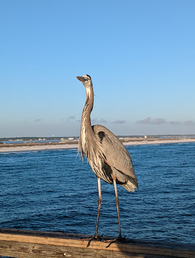 National Park «Gulf Islands National Seashore», reviews and photos, 1801 Gulf Breeze Pkwy, Gulf Breeze, FL 32563, USA
