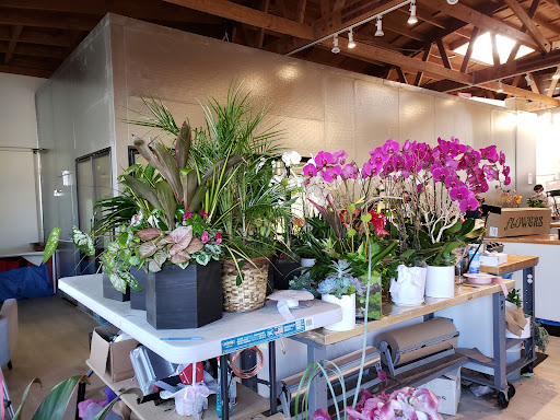 Florist «French Florist», reviews and photos, 8658 W Pico Blvd, Los Angeles, CA 90035, USA