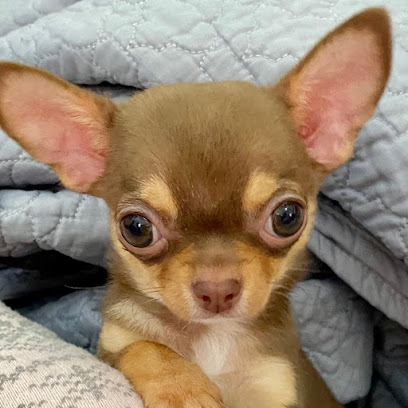 Teacup Chihuahua puppies for sale