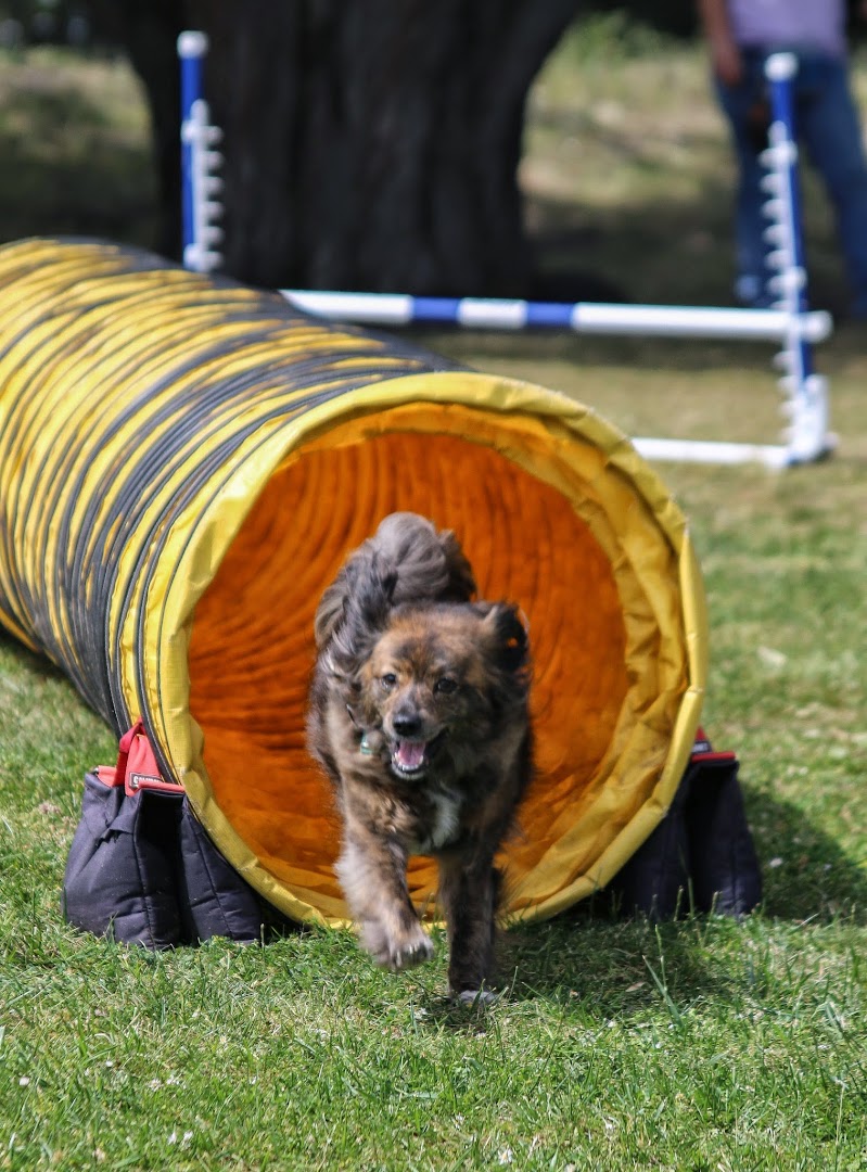 SPCA for Monterey County Dog Training