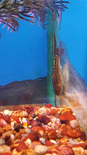 Aquarium «Aquarium World», reviews and photos, 13157 Northwest Fwy, Houston, TX 77040, USA