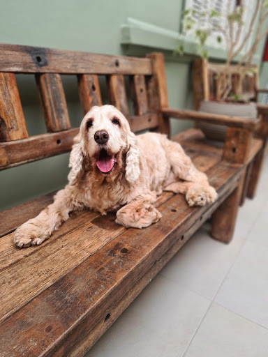 E+ Especialidades Veterinárias em São Paulo - SP