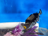 That Big Fish Store - Photo 8 - Car repair in Phoenix, AZ, Phoenix