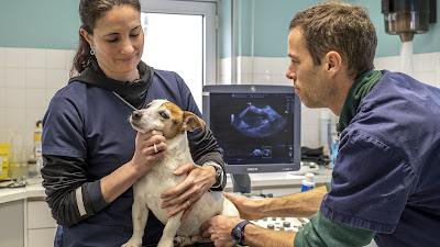 Clinique Vétérinaire Argos à La Rochelle