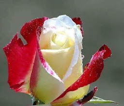 Parque Constitución photo