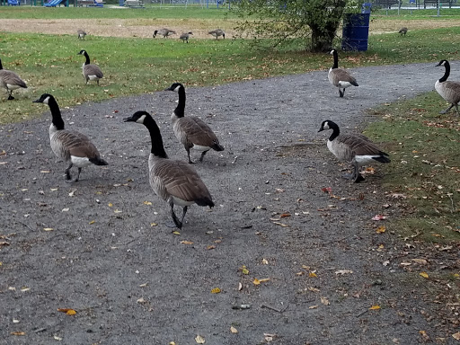 Water Park «Petersen Splash Pad at Watson Park», reviews and photos, Gordon Rd, Braintree, MA 02184, USA