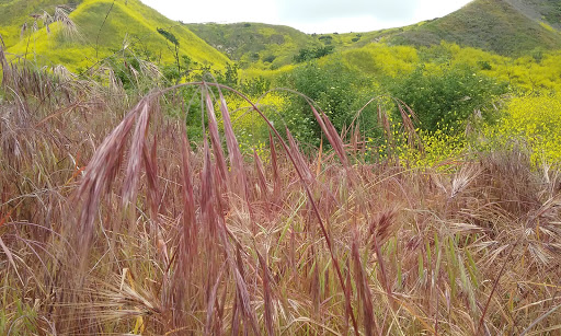 Tourist Attraction «Chino Hills State Park Discovery Center», reviews and photos, 4500 Carbon Canyon Rd, Brea, CA 92823, USA