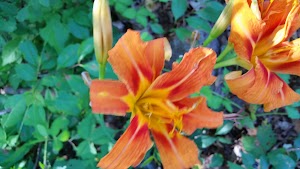 Mount Ann Park - photo 83