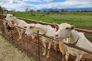 Surfing Goat Dairy image