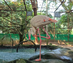 Ragunan Zoo photo