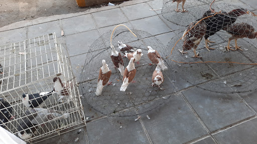 سوق يوم الجمعة للدواجن 