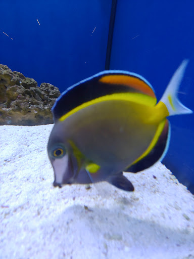 Tropical Fish Store «Marine Solutions», reviews and photos, 20 Triad S Dr, St Charles, MO 63304, USA