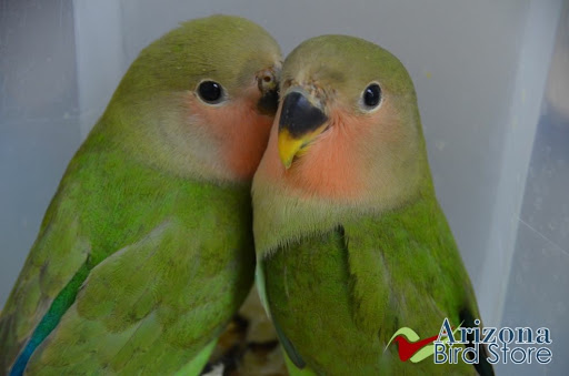 Bird Shop «Arizona Bird Store», reviews and photos, 565 S Dobson Rd, Mesa, AZ 85202, USA