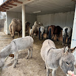 Photo n°11 de l'avis de Nico.e fait le 31/12/2023 à 18:05 sur le  Ristorante appartamenti Pitschlmann à Völs am Schlern