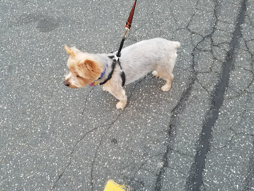 Pet Supply Store «Pet Supplies Plus», reviews and photos, 175 Memorial Ave, West Springfield, MA 01089, USA