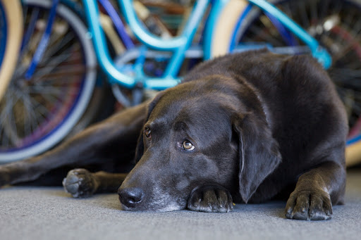 Sporting Goods Store «Play It Again Sports», reviews and photos, 18352 Beach Blvd, Huntington Beach, CA 92648, USA