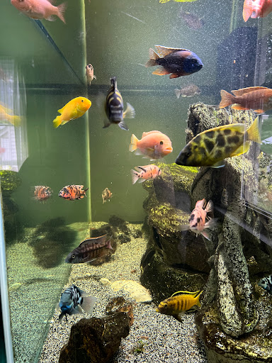Miguels Fish & Aquatic (Maintenance)