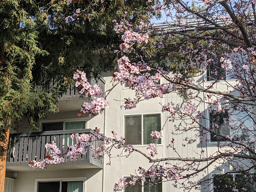 Spruce Apartments image