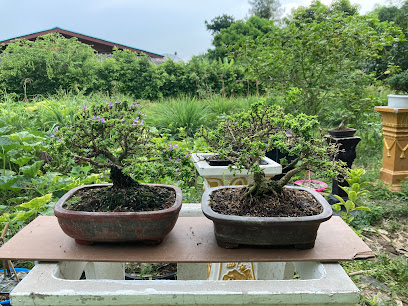 Bonsai_byTem