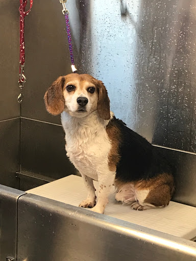 Hocking College Boarding & Grooming