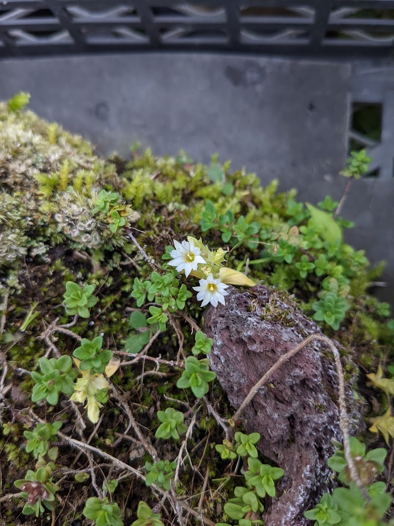那須山の花