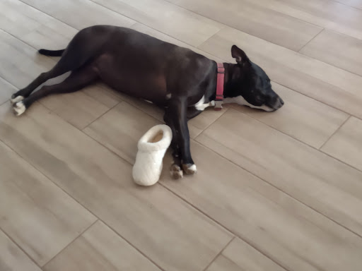 Pet Store «Pet Planet Ridgeview», reviews and photos, 2910 N Power Rd #103, Mesa, AZ 85215, USA