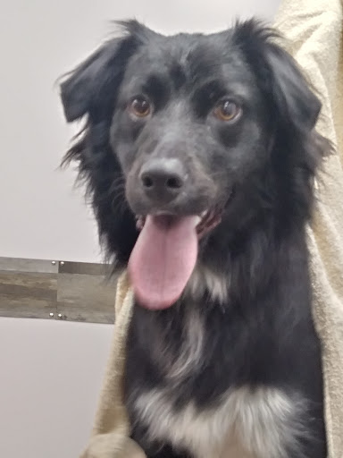 Pet Groomer «A Glamour Pet Grooming Spa», reviews and photos, 133 Elmora Ave, Elizabeth, NJ 07202, USA