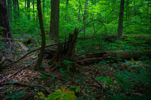 Nature Preserve «Burnett Woods», reviews and photos, 8264 E County Rd 100 S, Avon, IN 46123, USA