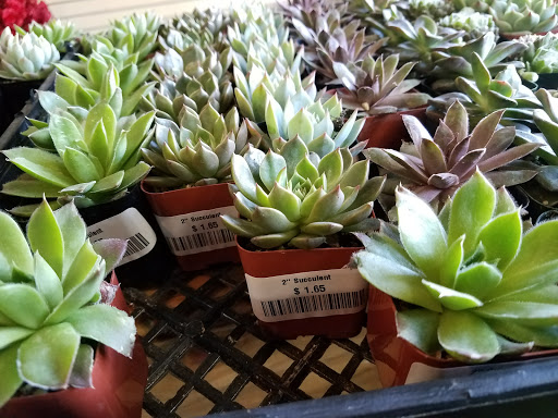 Florist «Wholesale Flowers and Supplies», reviews and photos, 5305 Metro St, San Diego, CA 92110, USA