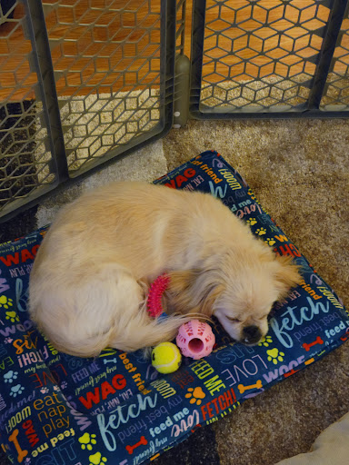 Pet Supply Store «PetSmart», reviews and photos, 700 Lafayette Rd #211, Seabrook, NH 03874, USA