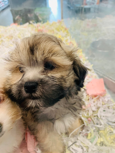 Pet Store «The Puppy Store», reviews and photos, 1163 Merrick Ave, Merrick, NY 11566, USA