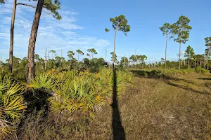 Estero River Scrub - Estero Bay Preserve State Park image