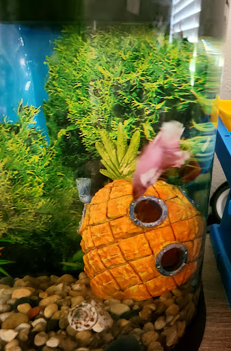 Pet Supply Store «PetSmart», reviews and photos, 10697 E US Hwy 36, Avon, IN 46123, USA