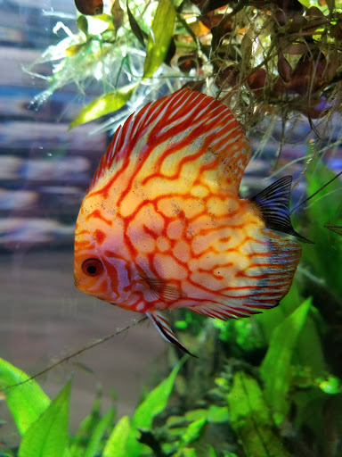 Tropical Fish Store «Aquatic Wildlife Co», reviews and photos, 70 Buckland Rd, South Windsor, CT 06074, USA