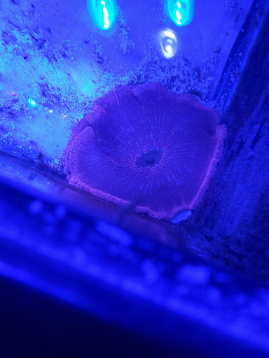 Pet Supply Store «Tropical Island Aquarium Fish Store Long Island», reviews and photos, 2112 Deer Park Ave, Deer Park, NY 11729, USA