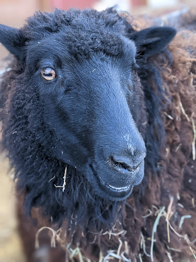 Farm «Bella Organic Farm», reviews and photos, 16205 NW Gillihan Rd, Portland, OR 97231, USA