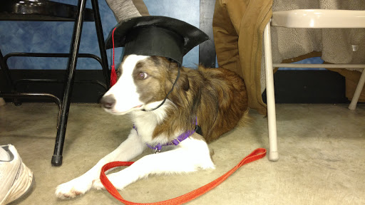 Pet Supply Store «PetSmart», reviews and photos, 1116 S Rochester Rd, Rochester Hills, MI 48307, USA